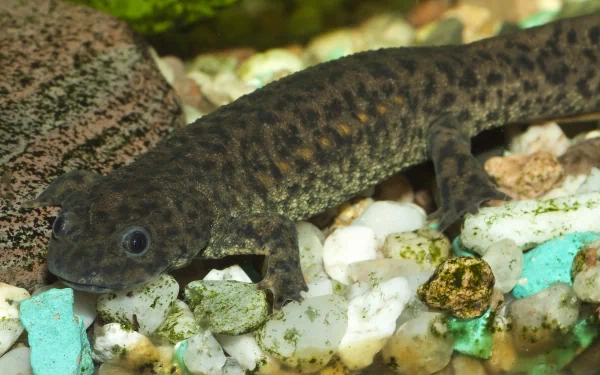 Animal newt HD Desktop Wallpaper | Background Image