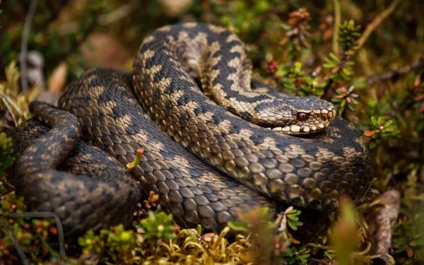 Coiled rattlesnake (animal) in mossy vegetation, 4K Ultra HD PC desktop wallpaper/background, detailed close-up.