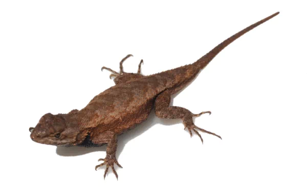 Animal eastern fence lizard HD Desktop Wallpaper | Background Image