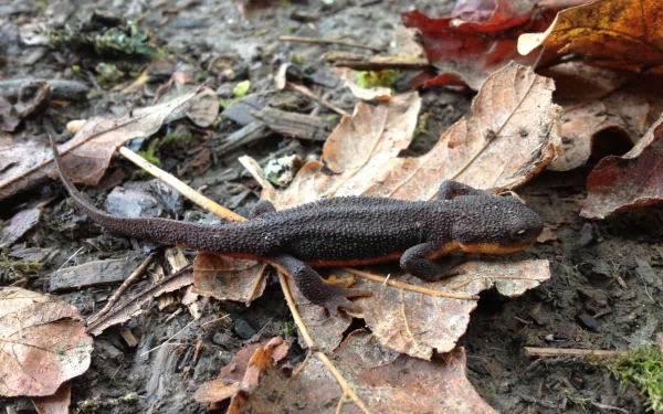 Animal rough-skinned newt HD Desktop Wallpaper | Background Image