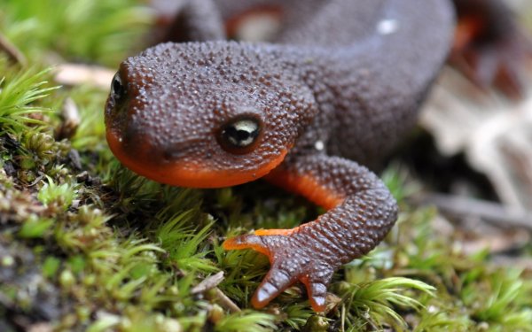 Animal Rough-Skinned Newt Amphibians Salamanders HD Wallpaper | Background Image