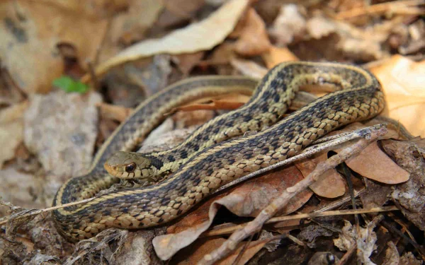 Animal garter snake HD Desktop Wallpaper | Background Image