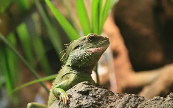 Animal iguana HD Desktop Wallpaper | Background Image