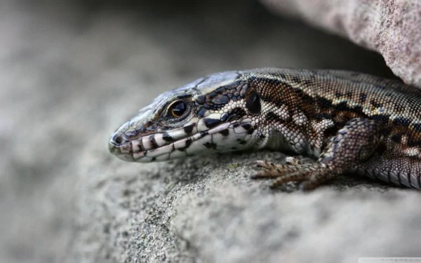 Animal skink HD Desktop Wallpaper | Background Image