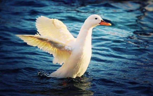 Animal Goose Birds Geese HD Wallpaper | Background Image