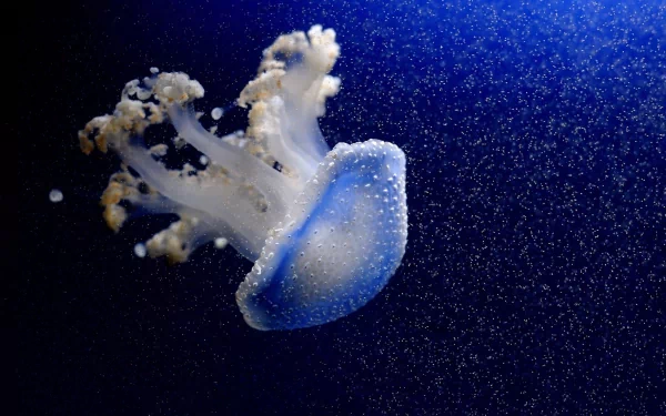 HD PC desktop wallpaper of a translucent blue jellyfish (animal) drifting amid sparkling particles against a deep, inky blue background.
