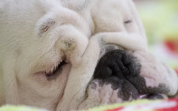 Animal bulldog HD Desktop Wallpaper | Background Image