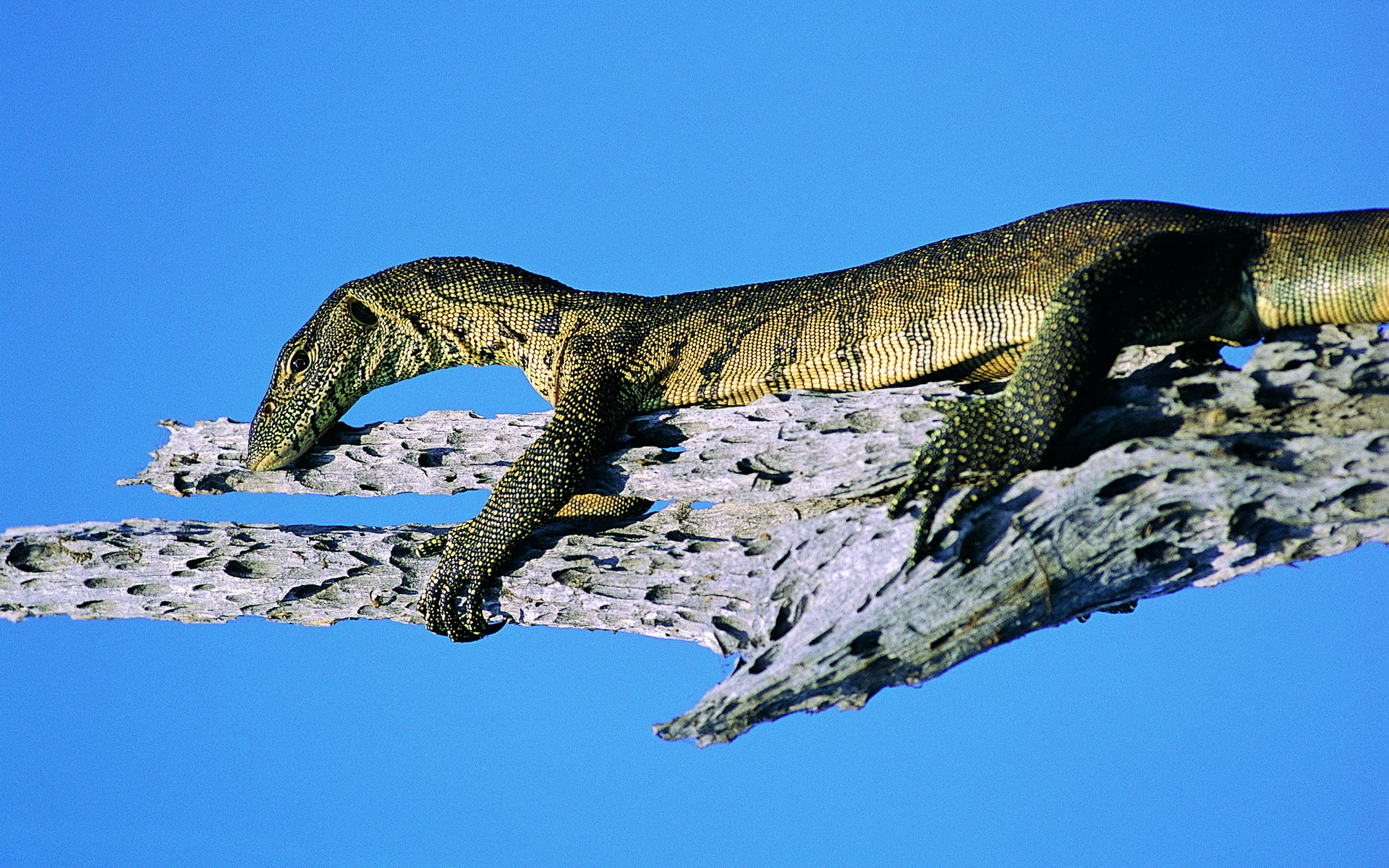 Monitor Lizard HD Wallpaper