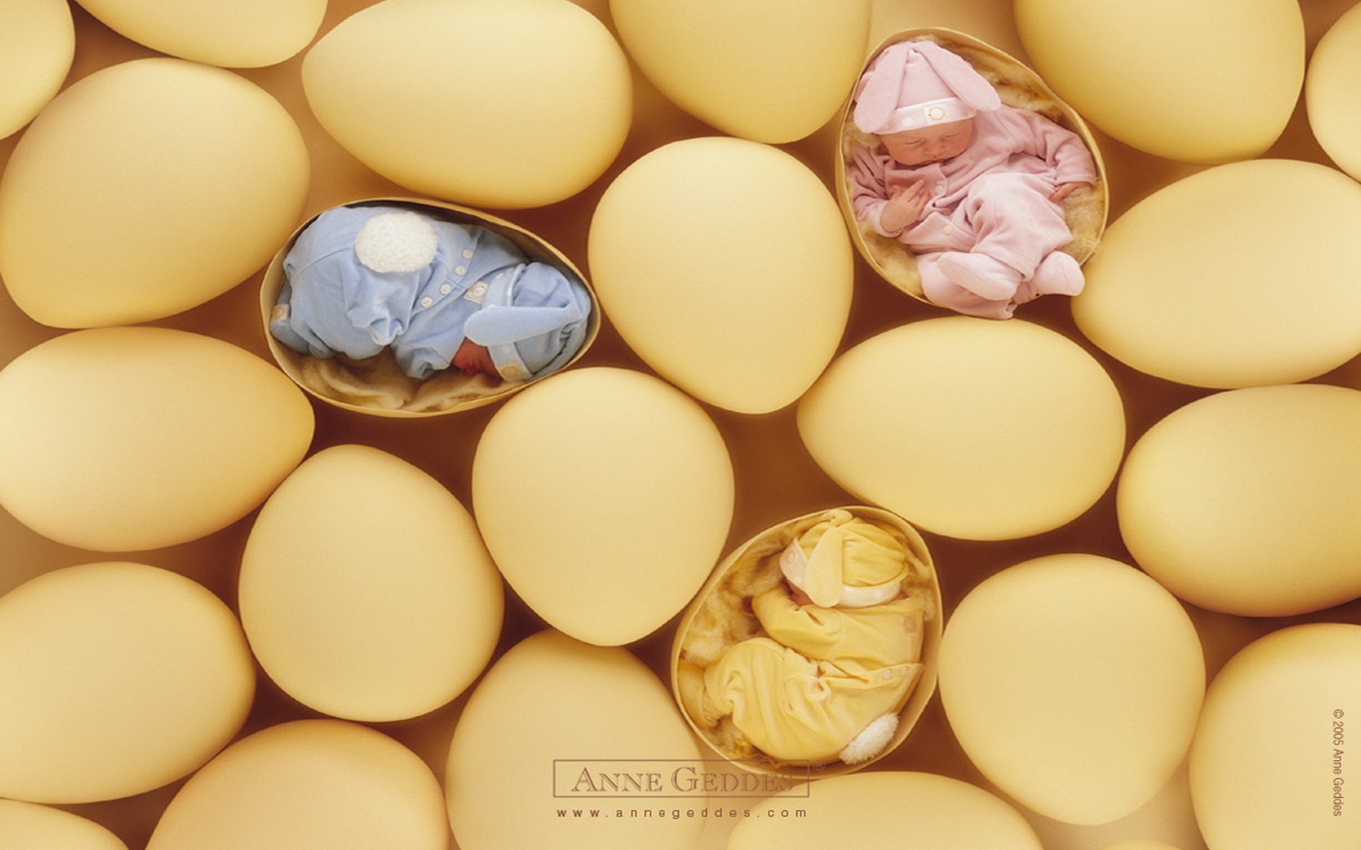 Download Photography Baby HD Wallpaper by Anne Geddes