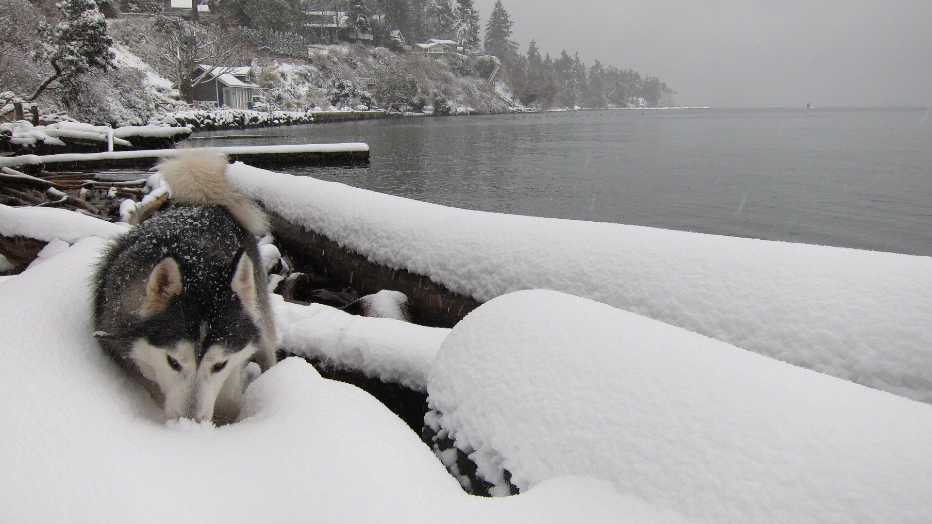 A husky explores a snowy landscape by the water, with snow-covered logs and a serene shoreline in the background. This HD wallpaper captures a tranquil winter scene.