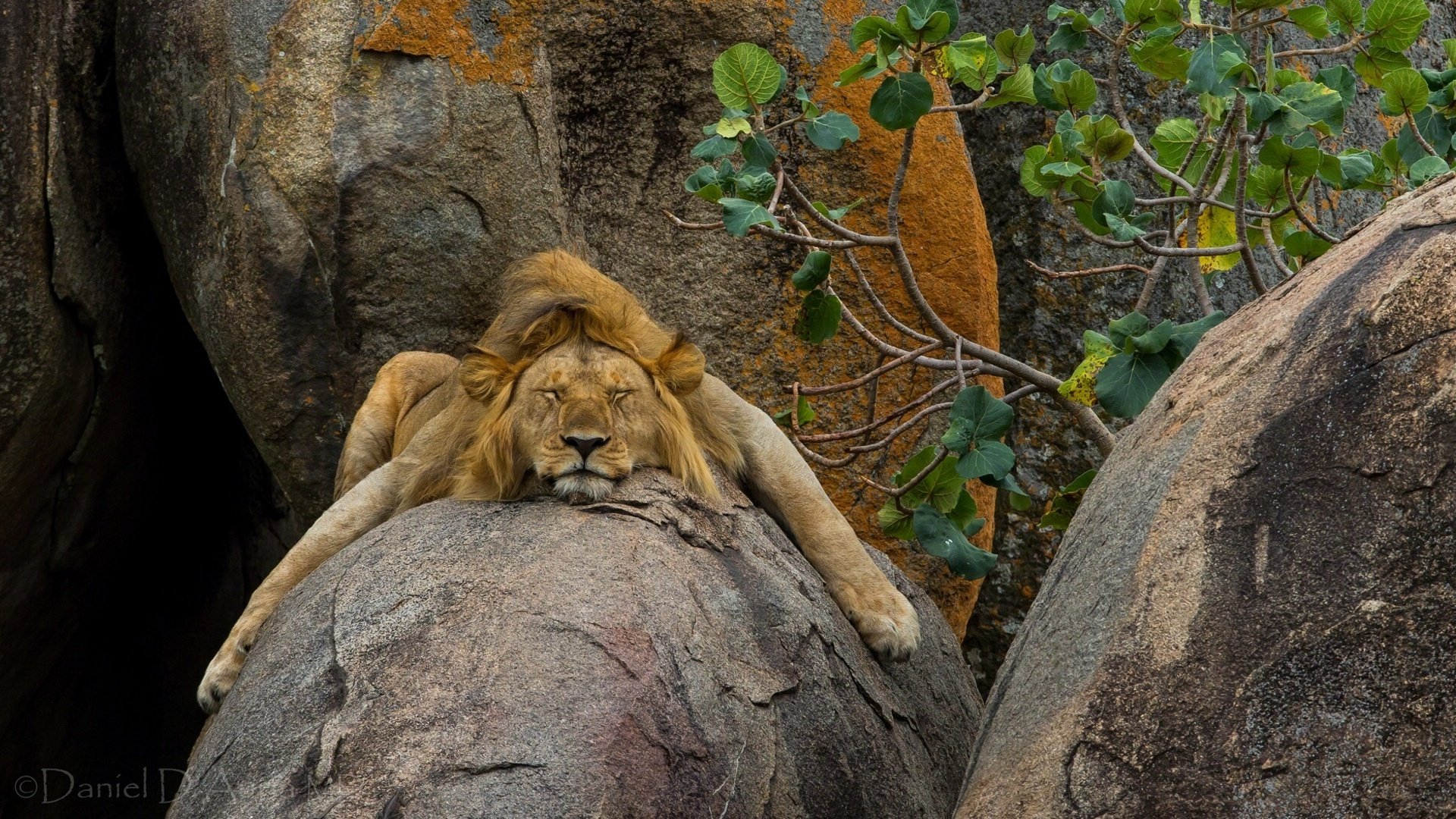 A majestic lion rests on a large rock, surrounded by greenery and textured boulders, creating a striking HD desktop wallpaper and background.