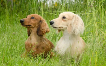 Two dachshunds sit side by side in a lush green field, showcasing their distinctive features. This image makes a vibrant HD PC desktop wallpaper and background.