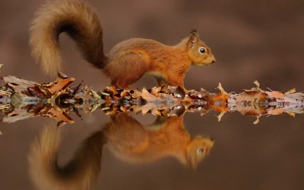 A vibrant squirrel walks along a log, its reflection shimmering in the water below, surrounded by autumn leaves. This HD image serves as a beautiful desktop wallpaper.