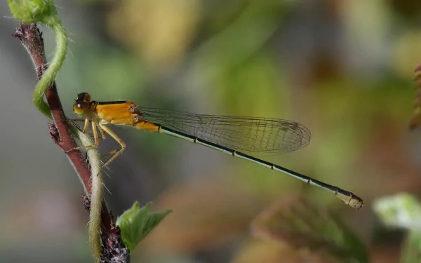 4K Ultra HD PC desktop wallpaper of a slender yellow-green dragonfly perched on a twig, translucent wings against a soft green bokeh background.