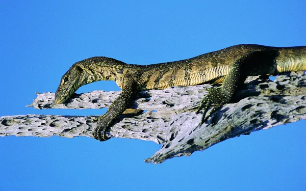 HD PC desktop wallpaper showing a monitor lizard stretched out on a tree branch against a clear blue sky.