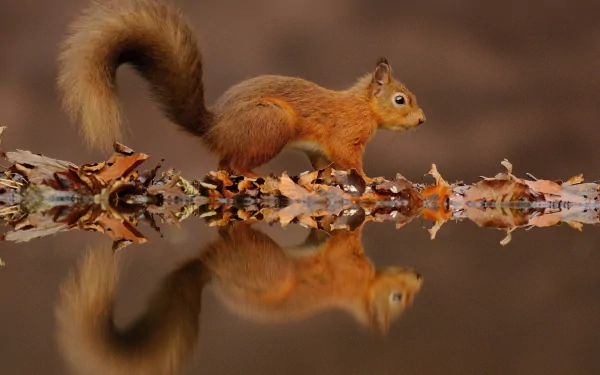 A vibrant squirrel walks along a log, its reflection shimmering in the water below, surrounded by autumn leaves. This HD image serves as a beautiful desktop wallpaper.