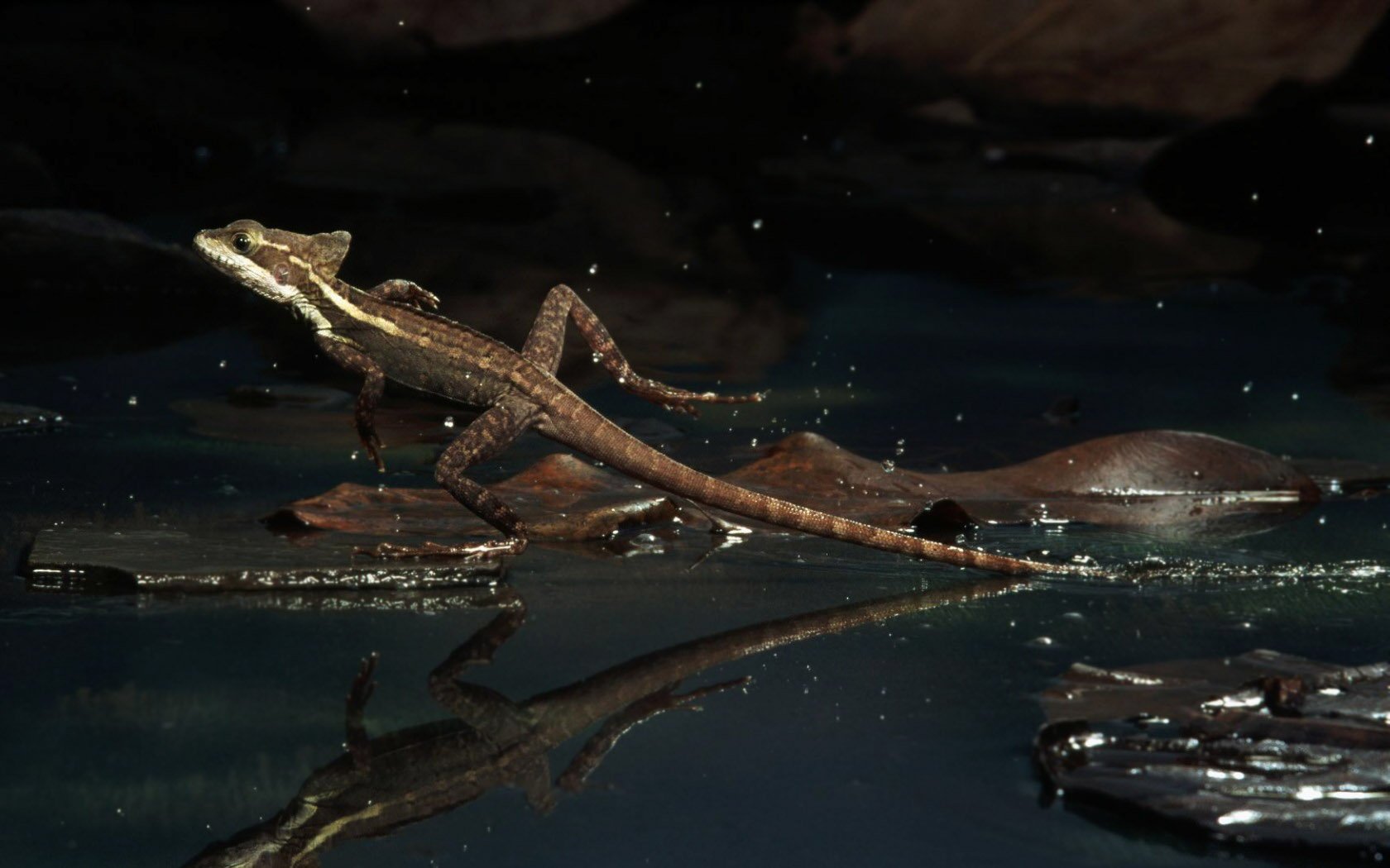 HD PC desktop wallpaper background of a brown reptile lizard perched on a wet leaf above dark water, its reflection mirrored below.
