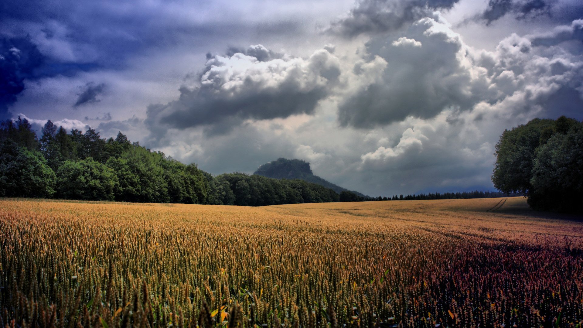 HD PC desktop wallpaper showcasing a vast golden wheat field under a dramatic cloudy sky with dense green trees bordering the landscape.