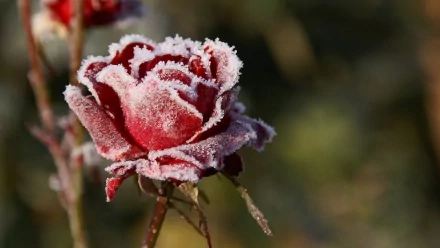 flower frost nature rose HD Desktop Wallpaper | Background Image