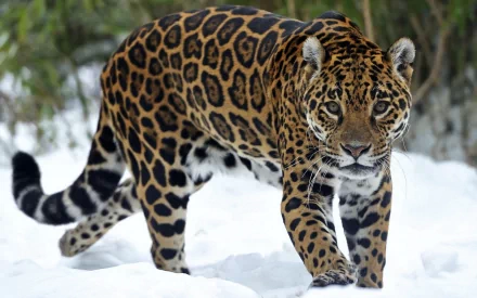HD desktop wallpaper featuring a jaguar walking through a snowy landscape, showcasing its striking spotted coat against the white snow.