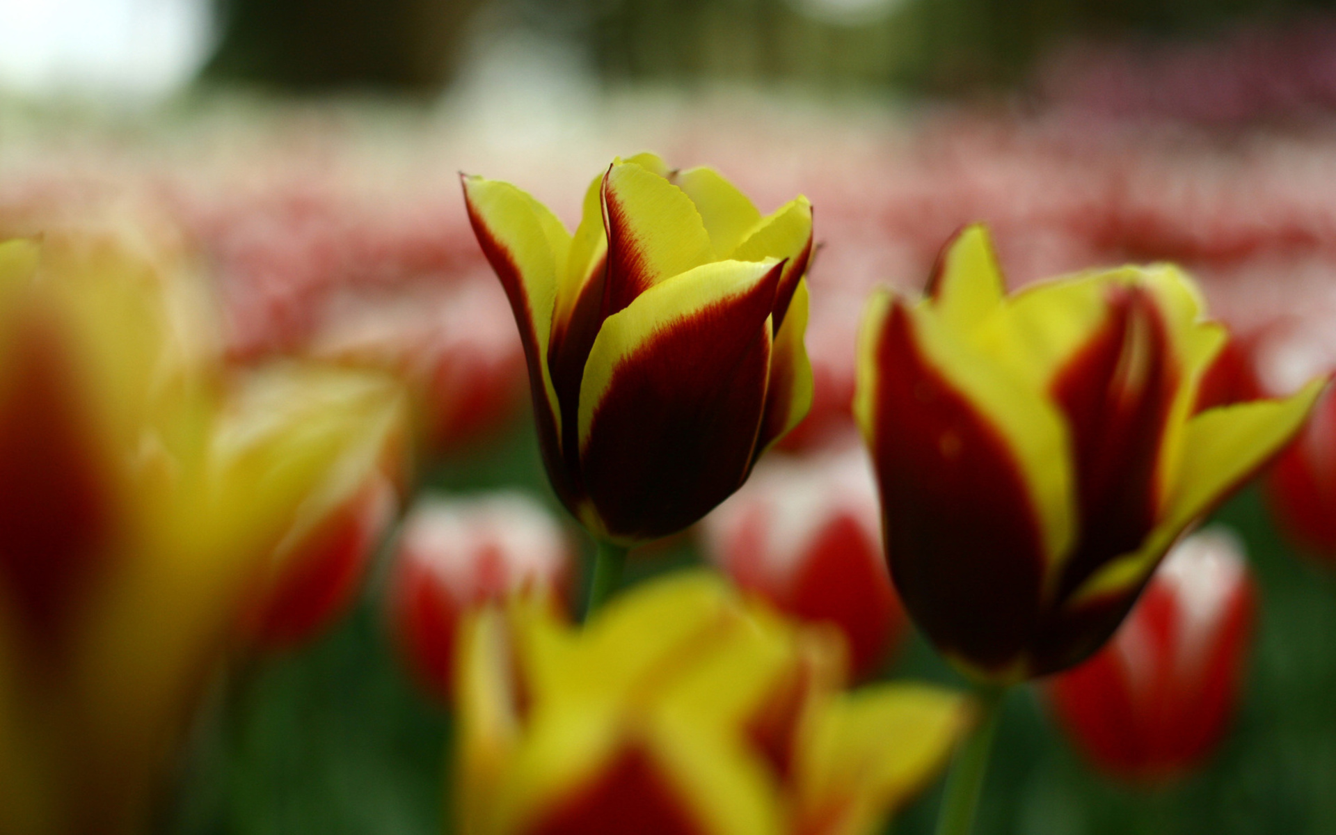 Download Flower Nature Tulip HD Wallpaper