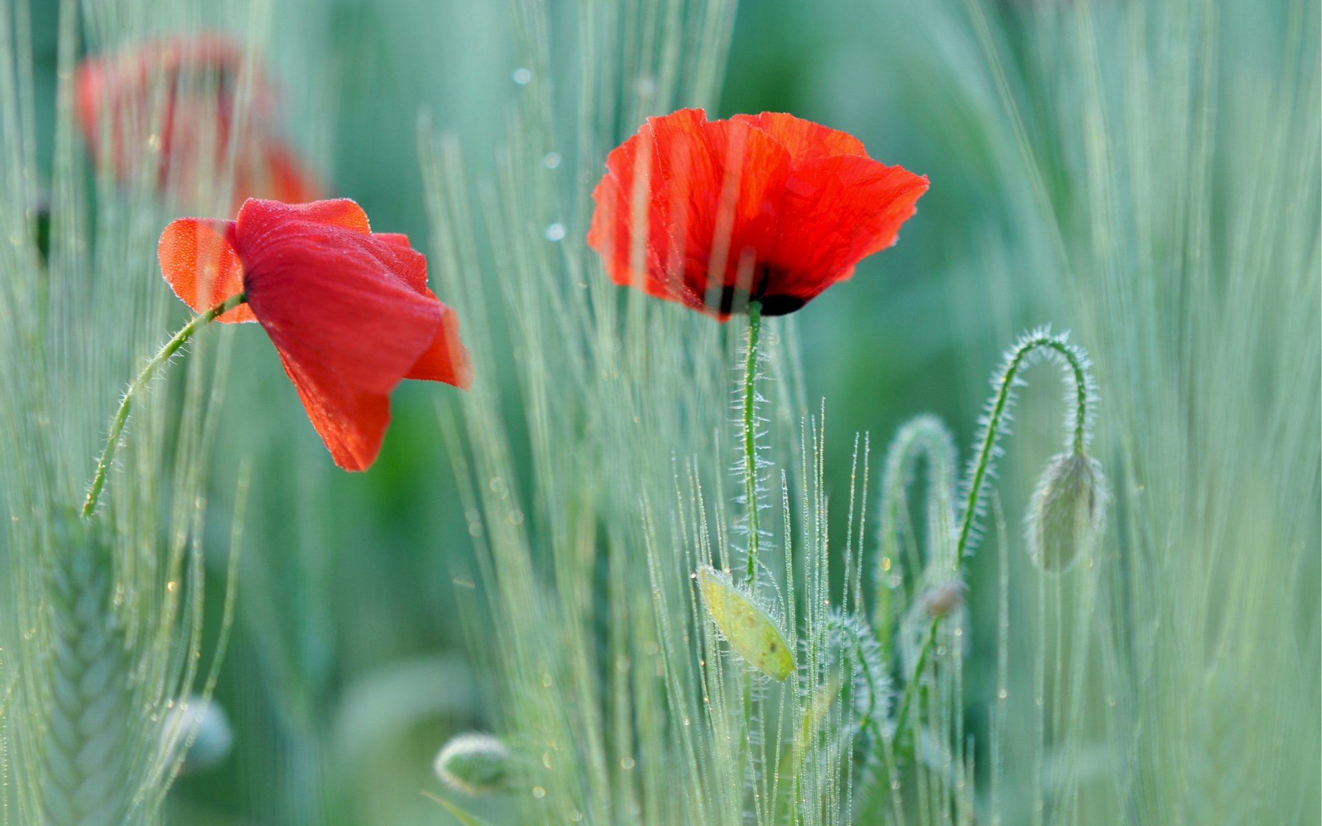 Download Nature Poppy HD Wallpaper | 2560x1600 | Wallpaper Abyss