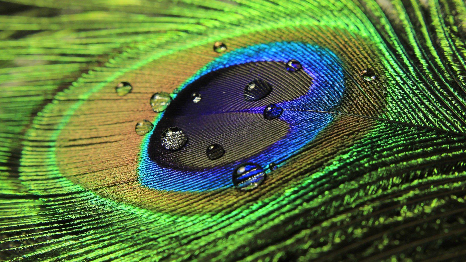 Close-up HD desktop wallpaper of a vibrant peacock feather with detailed water drops highlighting its intricate, colorful patterns in nature.