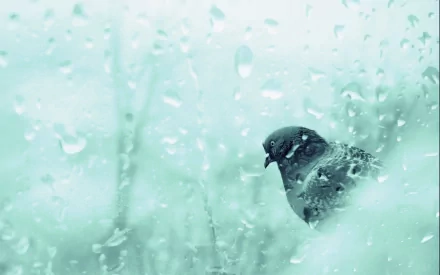 HD desktop wallpaper of a pigeon perched with a rainy, blurred background visible through water droplets on a window.