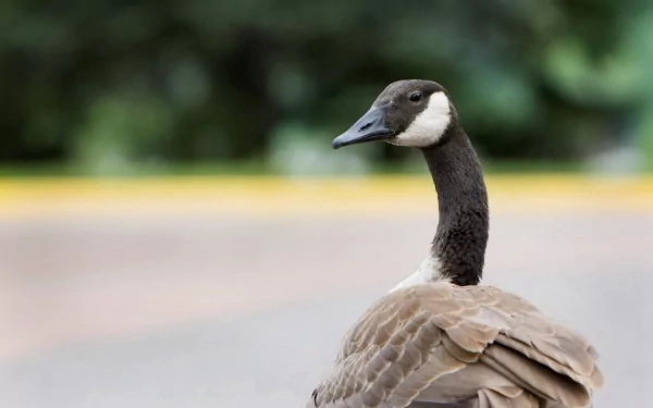 goose Animal canada goose HD Desktop Wallpaper | Background Image