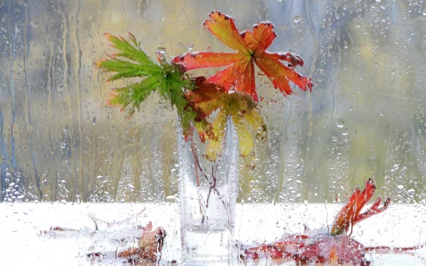 A vibrant display of autumn leaves in a glass vase, seen through a rain-speckled window, creating a serene and colorful backdrop for HD PC desktop wallpaper.