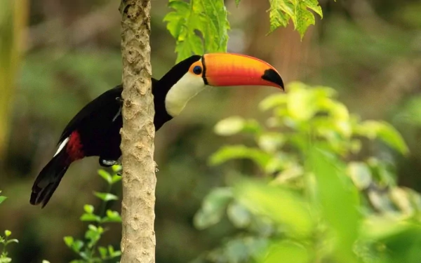 HD PC desktop wallpaper and background: toco toucan with bright orange bill and black plumage peeking from behind a tree amid lush green rainforest.