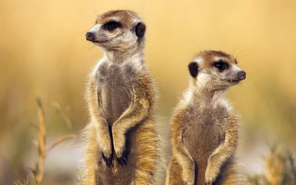 HD desktop wallpaper featuring two alert meerkats standing upright against a blurred natural background.