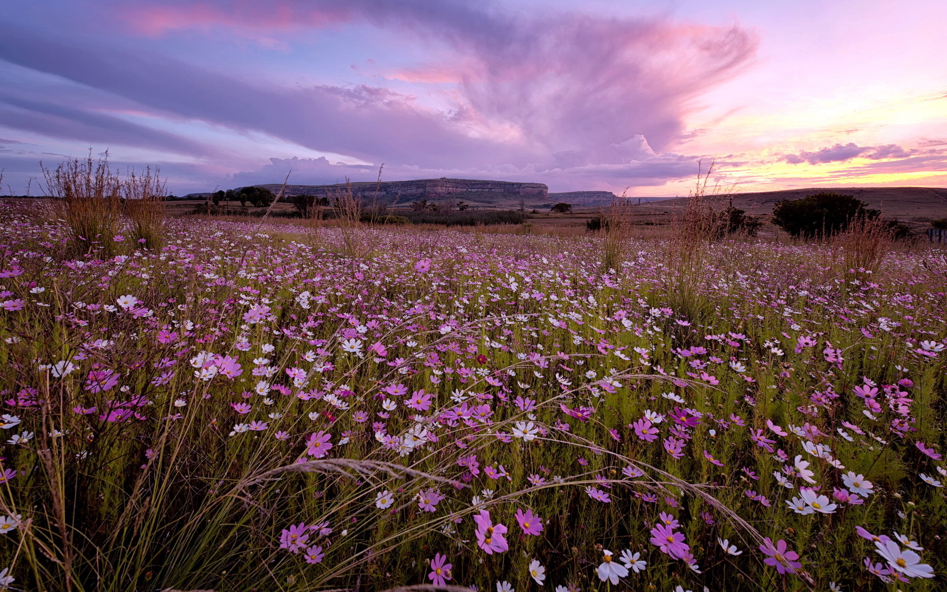 Download Field Sky Sunset Nature Flower HD Wallpaper