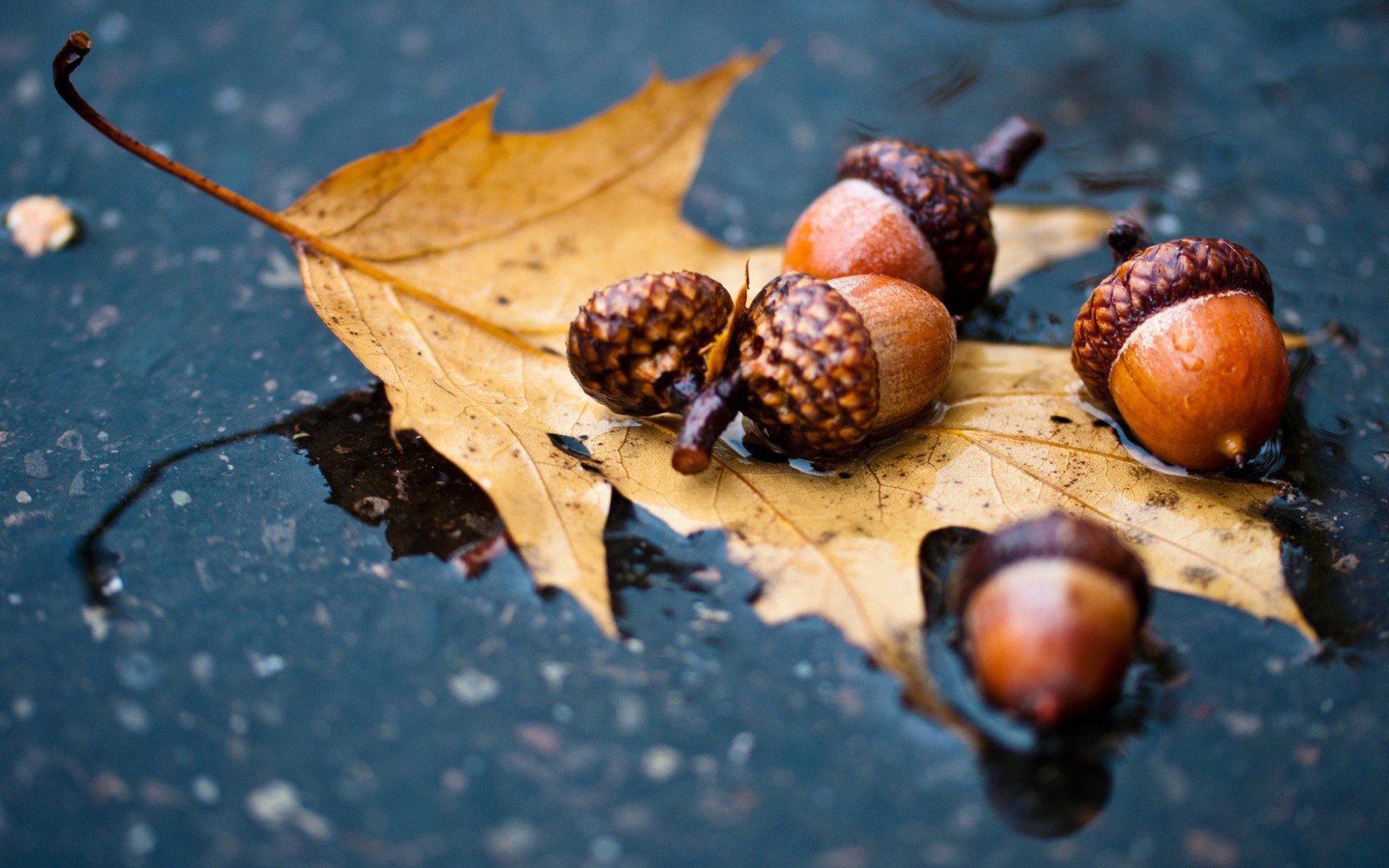 Download Nature Leaf Wallpaper