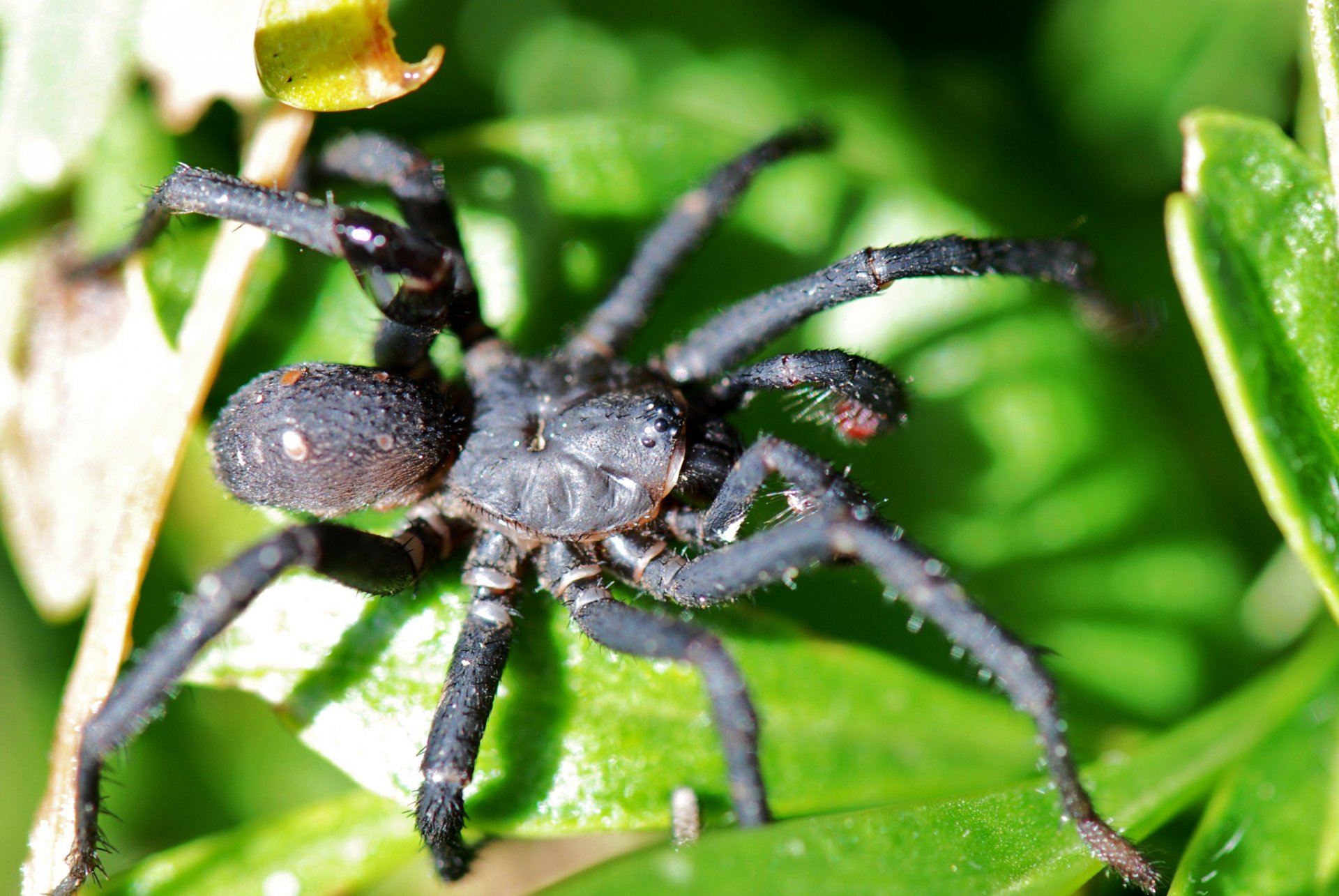 Download Animal Spider 4k Ultra HD Wallpaper