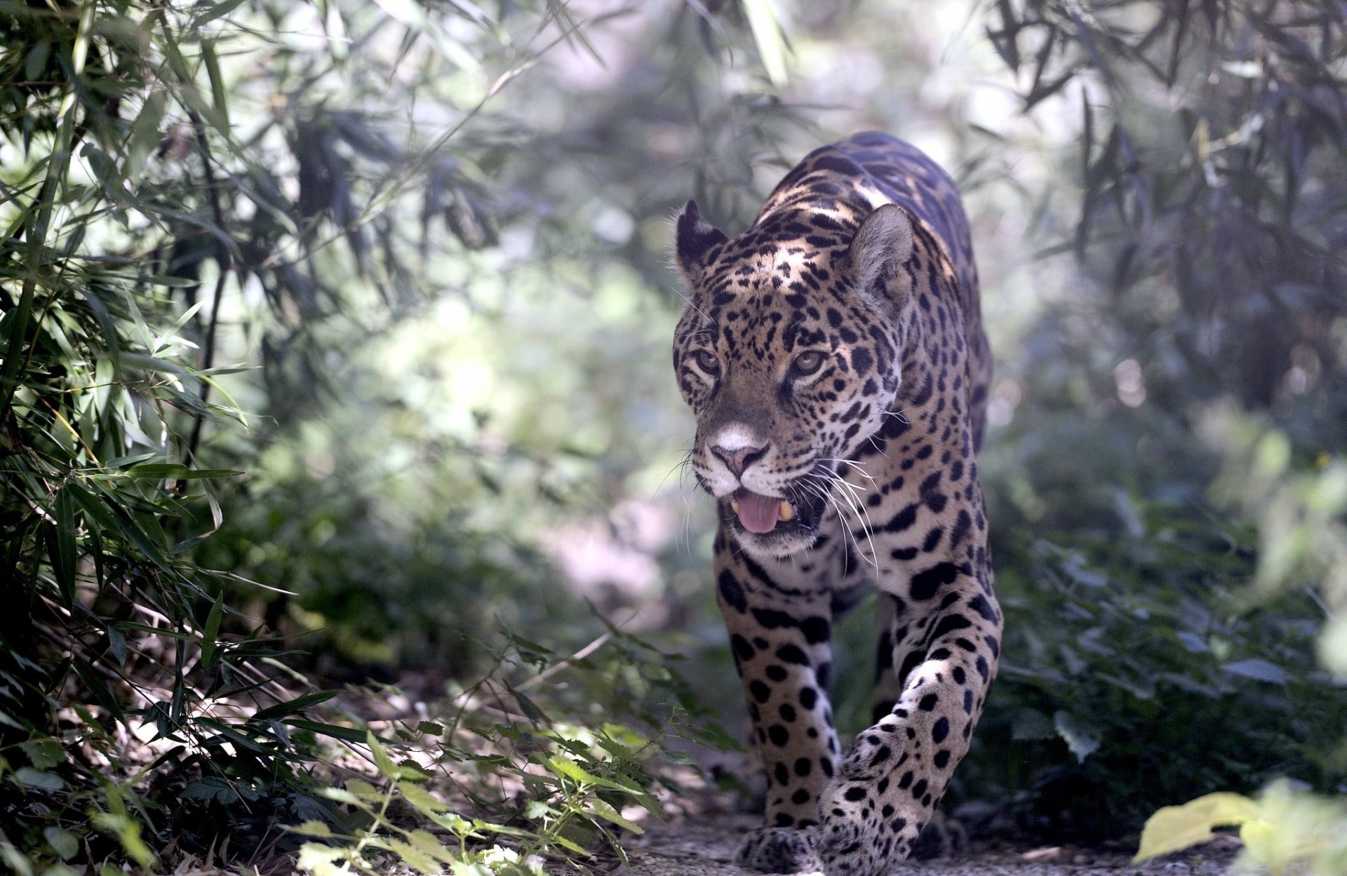 HD desktop wallpaper featuring a leopard walking through dense foliage, showcasing its spotted coat in a natural, shaded environment.