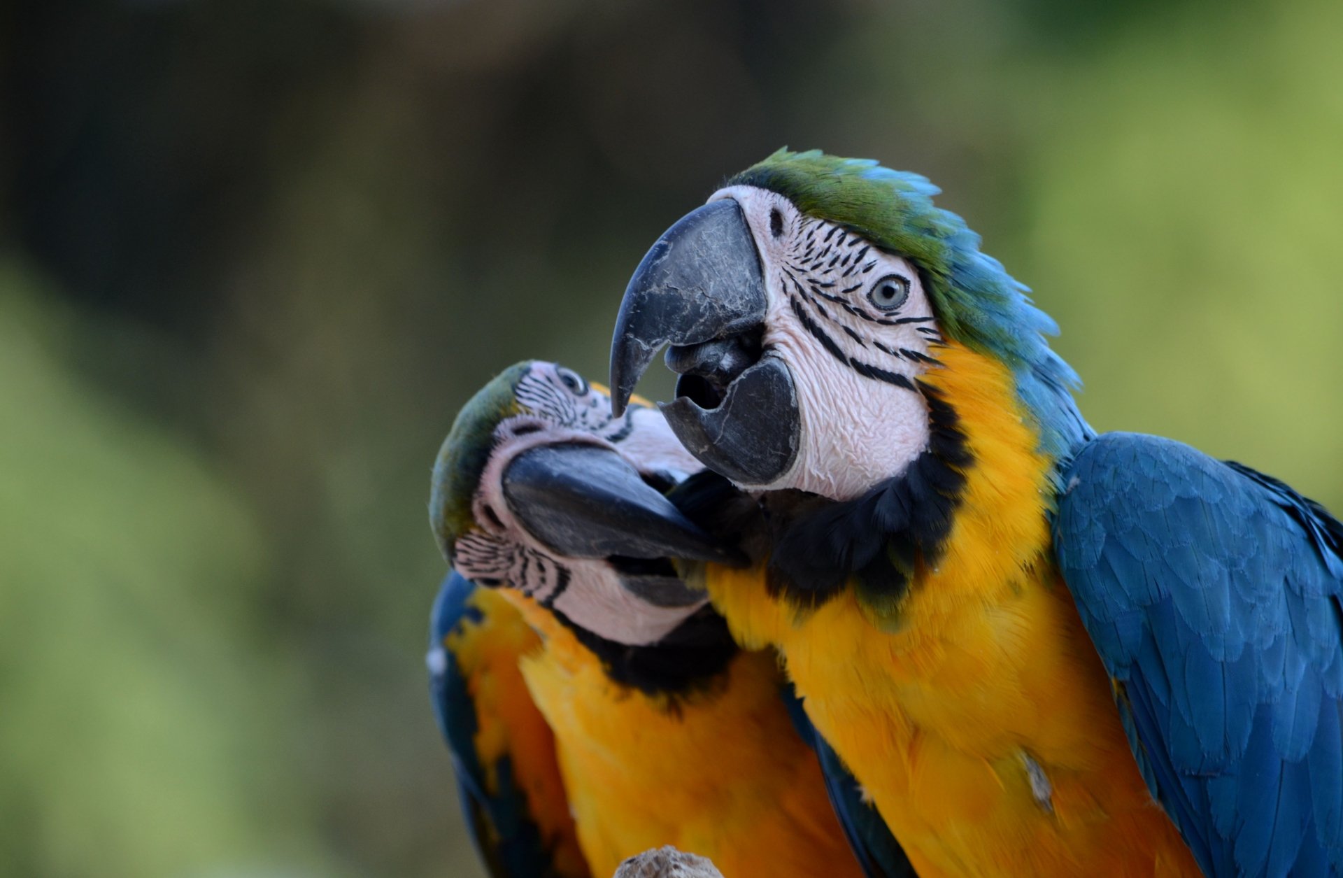 Close-up of two vibrant blue-and-yellow macaws, showcasing their colorful feathers and detailed facial features in an HD PC desktop wallpaper background.