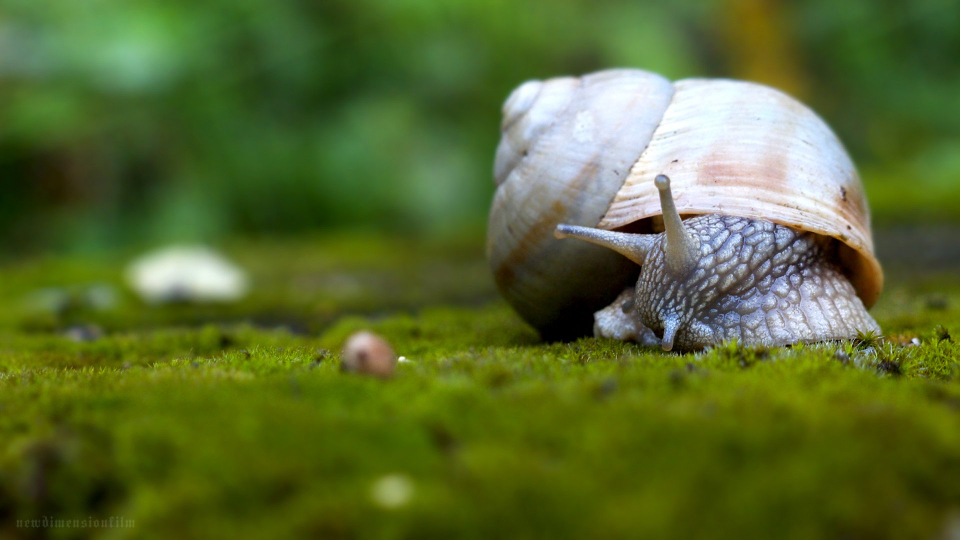 Download Animal Snail HD Wallpaper