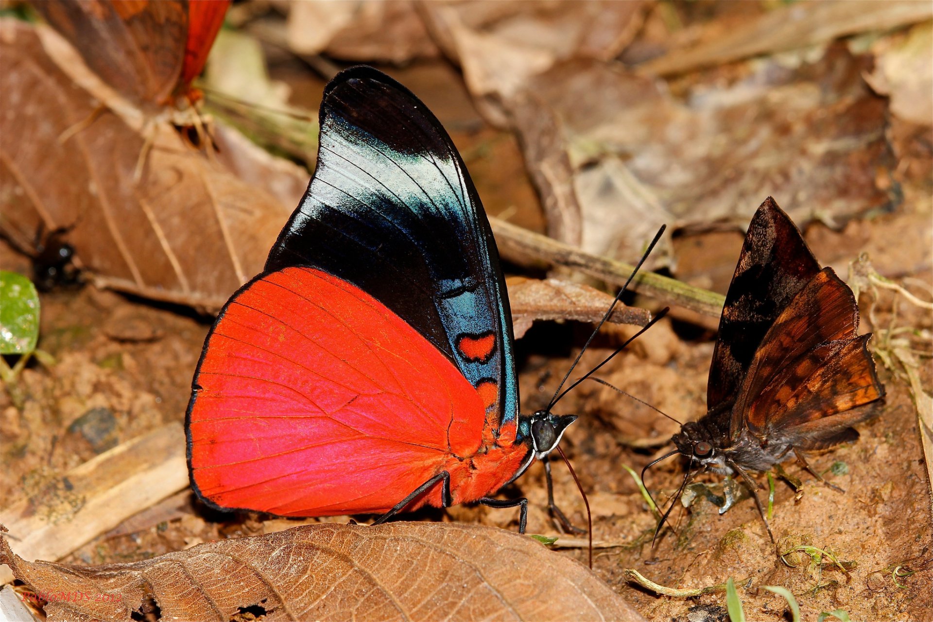 A vibrant butterfly with striking red and blue wings rests on the forest floor amid fallen leaves, showcasing the beauty of nature in this HD desktop wallpaper.