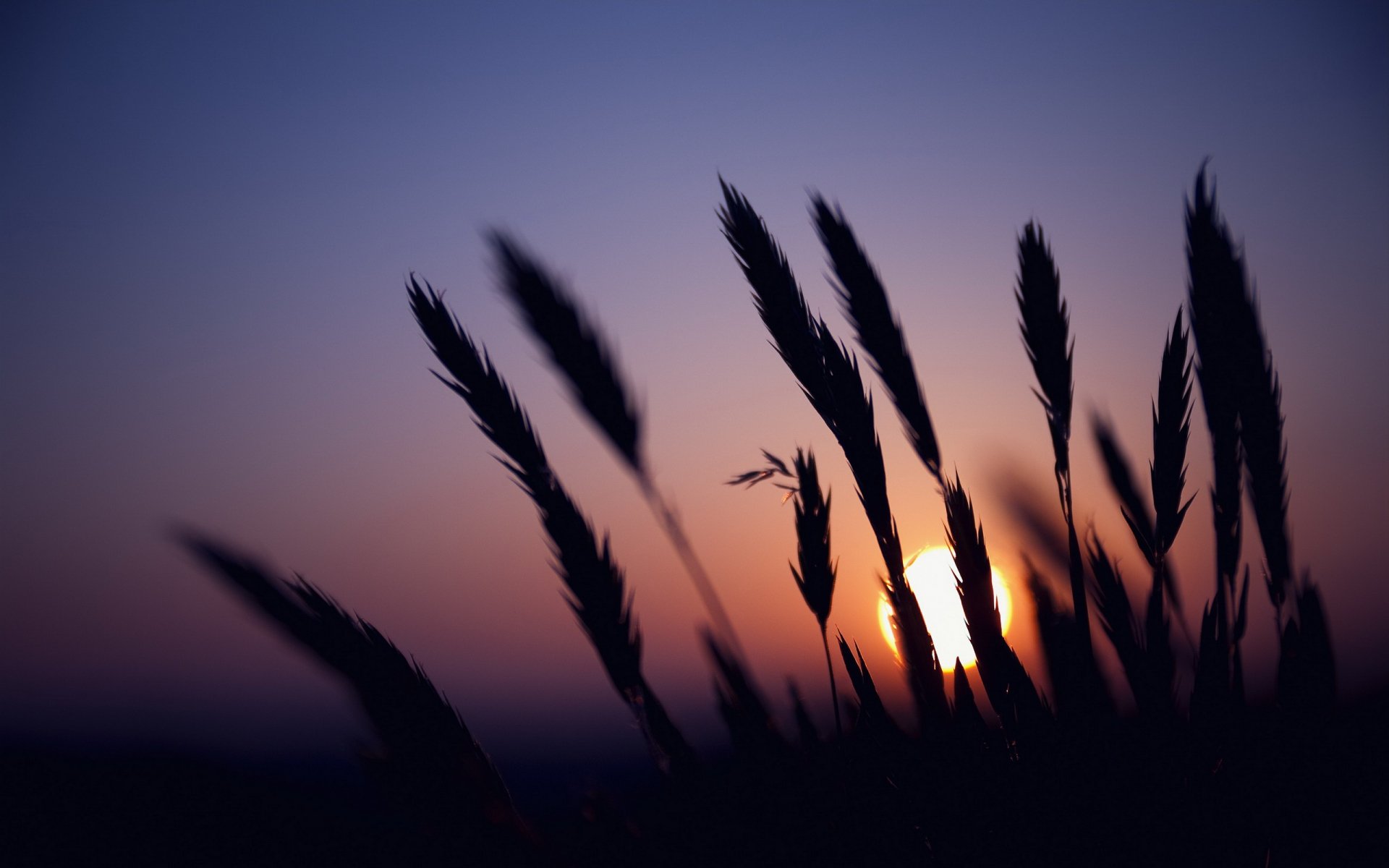 Download Nature Sunset HD Wallpaper