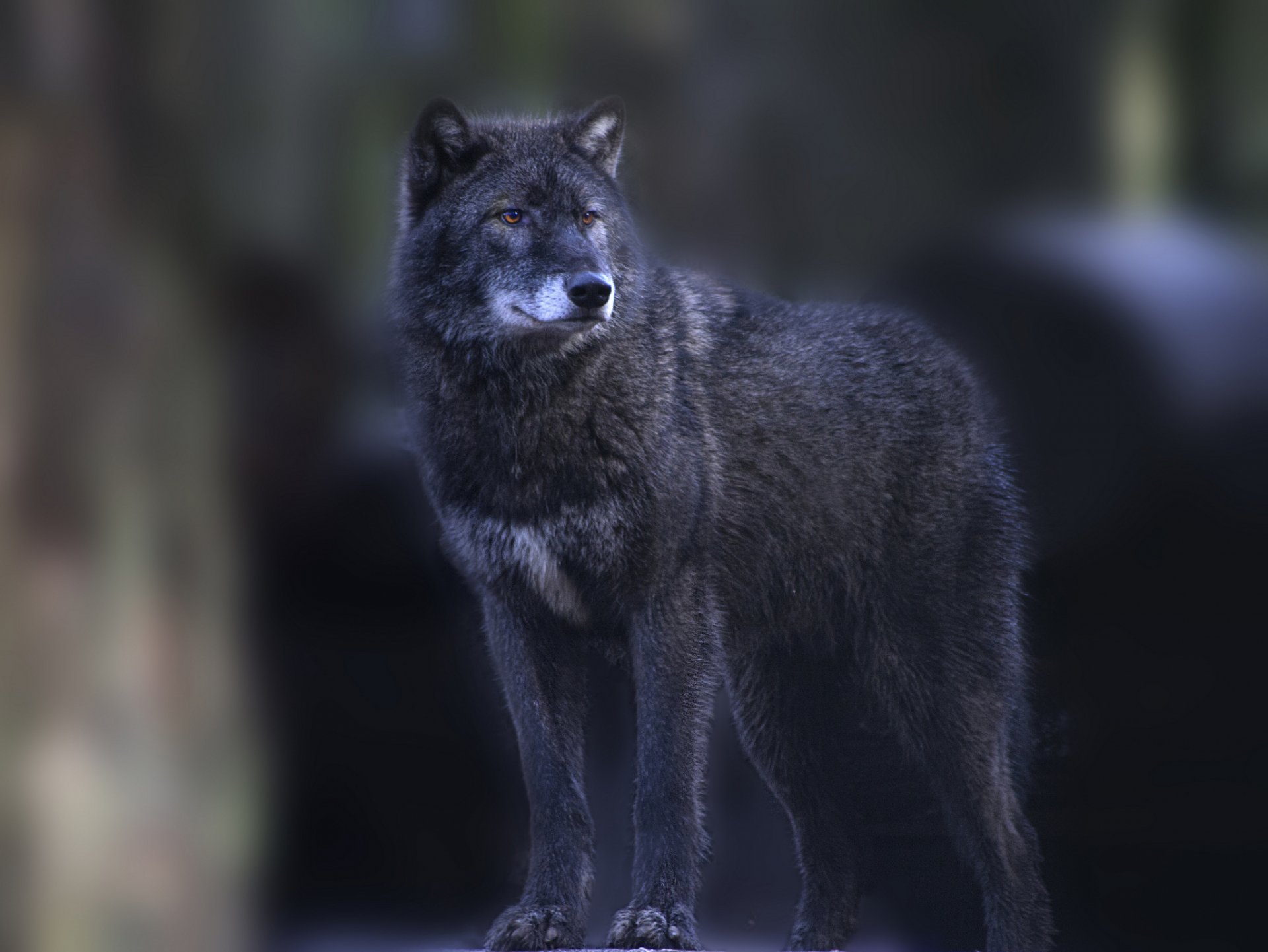 Pure Black Wolf With Blue Eyes