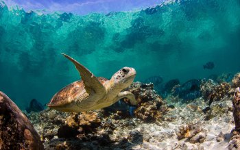 2 Tortue Fonds D Ecran Hd Images