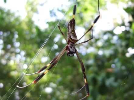 bokeh spider Animal golden silk orb-weaver spider HD Desktop Wallpaper | Background Image