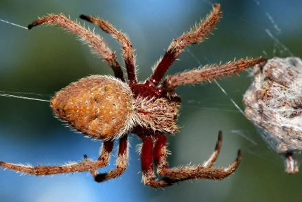 orb-weaver spider Animal spider HD Desktop Wallpaper | Background Image