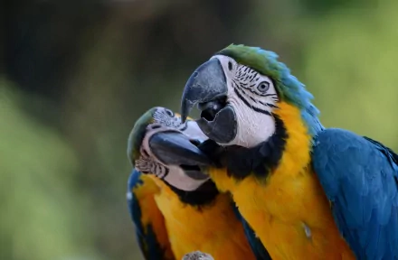 Close-up of two vibrant blue-and-yellow macaws, showcasing their colorful feathers and detailed facial features in an HD PC desktop wallpaper background.