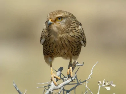 A striking falcon perched on a branch, showcasing intricate feather patterns against a blurred background, captured in vibrant 4K Ultra HD quality.