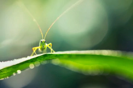 Close-up of a grasshopper perched on a green leaf, captured in vibrant detail for a 4K Ultra HD PC desktop wallpaper and background.