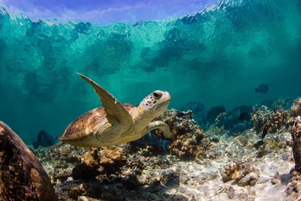 A serene underwater scene featuring a gracefully swimming turtle surrounded by vibrant coral and clear blue waters, making a stunning HD desktop wallpaper.