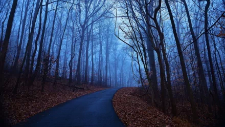 HD desktop wallpaper of a man-made road winding through a misty, leafless forest under a dimly lit sky.