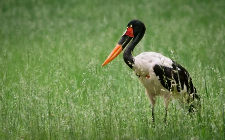 A saddle-billed stork stands majestically in a lush green field, showcasing its distinctive black and white feathers and vibrant orange bill, captured in stunning HD detail.
